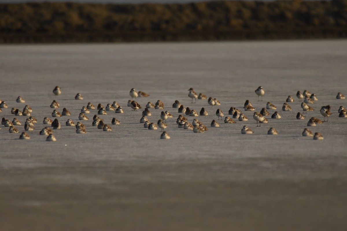 Пісочник морський - ML647592243