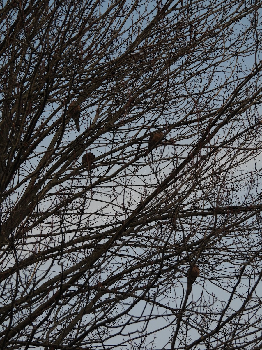 Mourning Dove - ML647592246