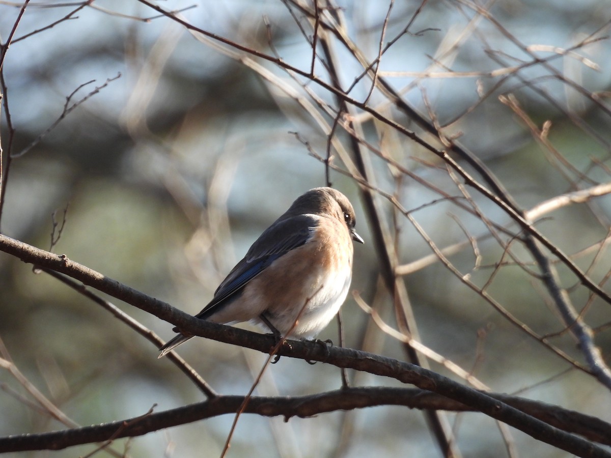 Блакитник східний - ML647592252