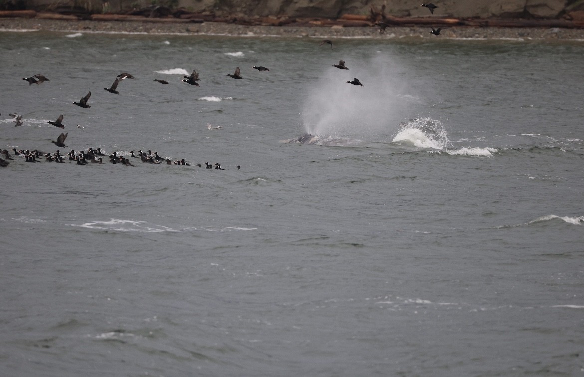 Турпан білолобий - ML647592254