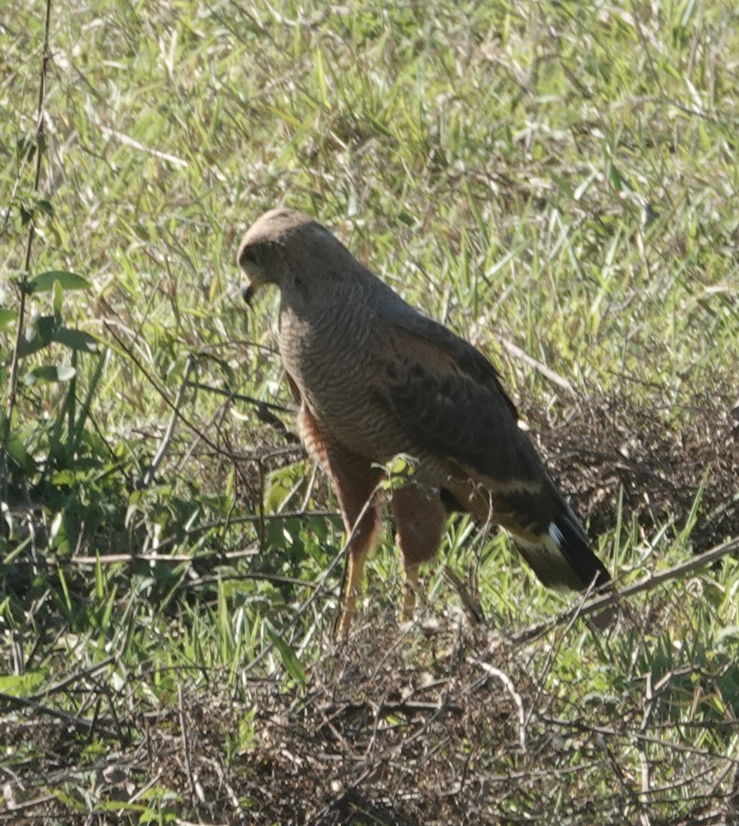 Канюк-крабоїд рудий - ML647592255