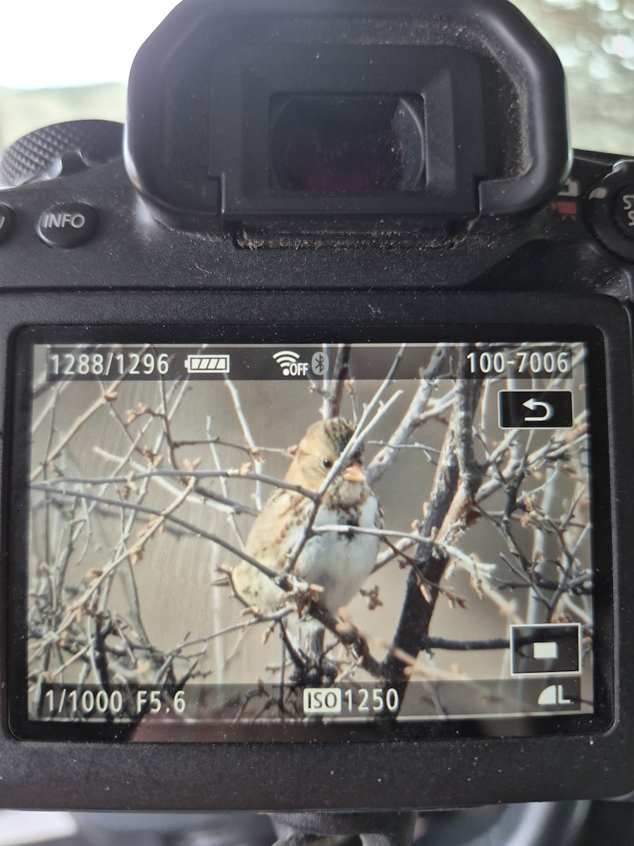 Бруант північний - ML647592256