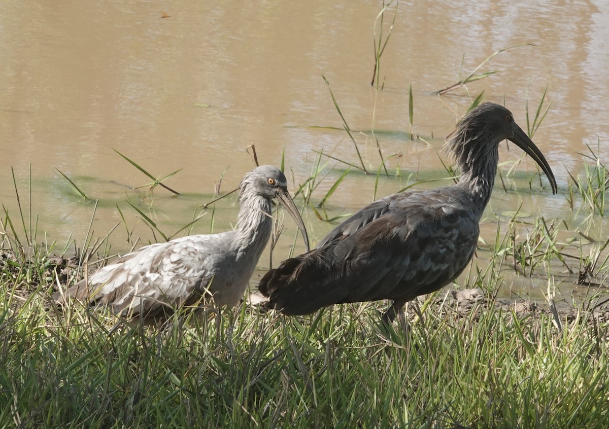 Ібіс блакитний - ML647592258