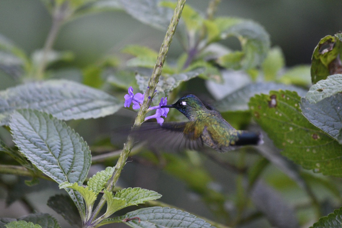 Колібрі сапфіроволобий - ML647592259