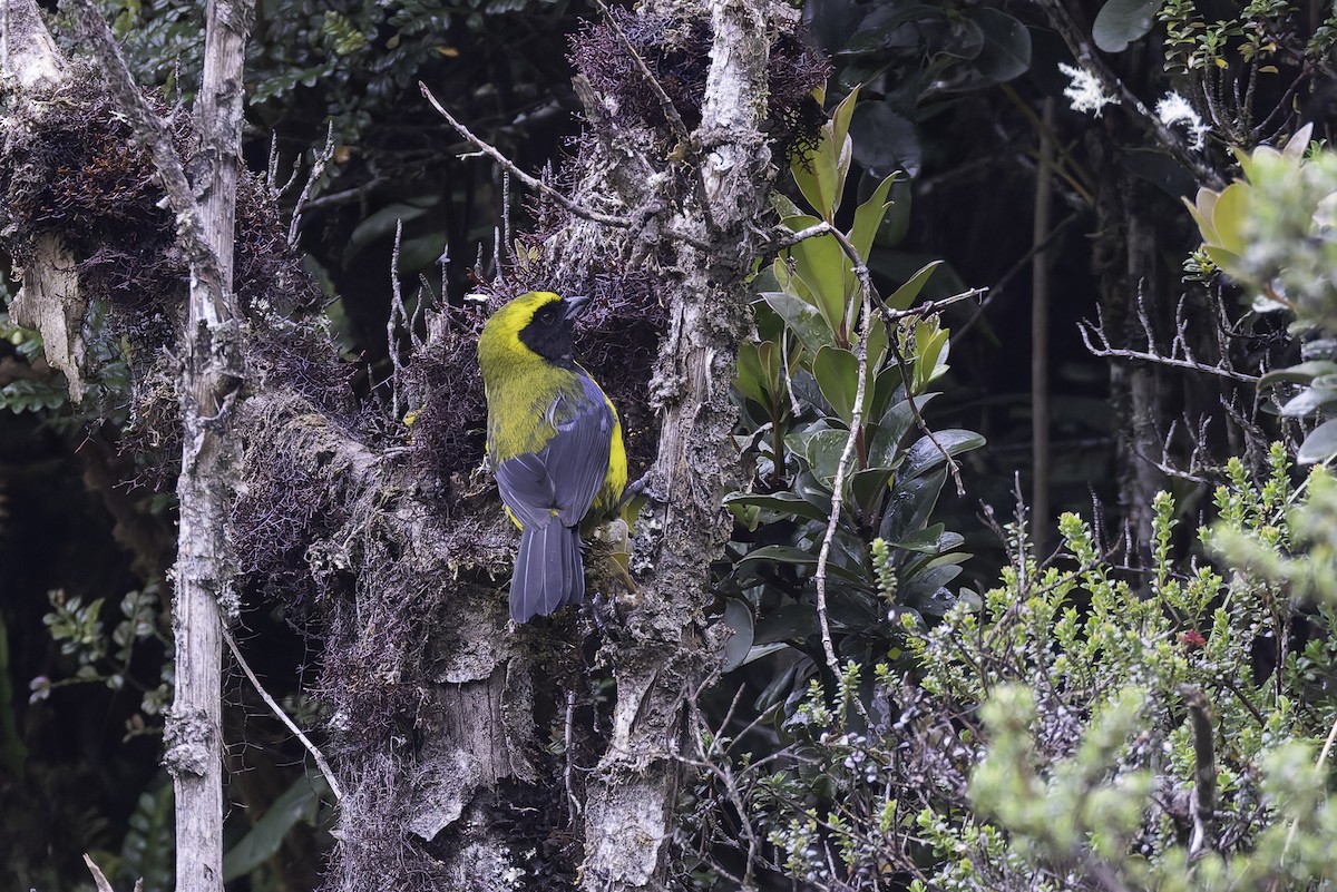 Танагра-короткодзьоб маскова - ML647592260