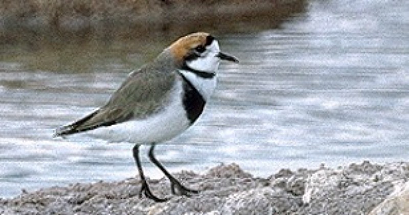 Пісочник фолклендський - ML647592262