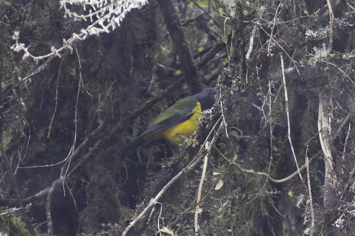 Танагра-короткодзьоб чорновола - ML647592263