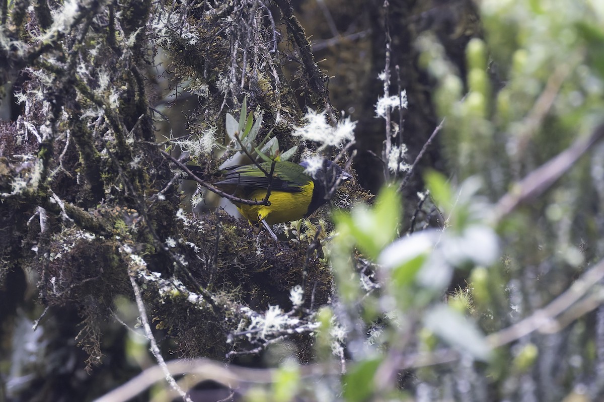 Танагра-короткодзьоб чорновола - ML647592264