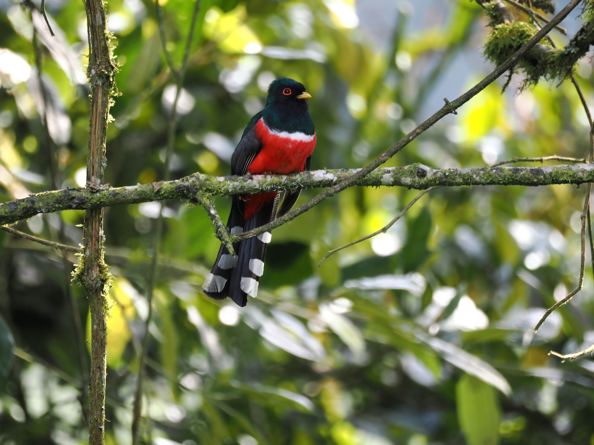 Трогон масковий - ML647592265