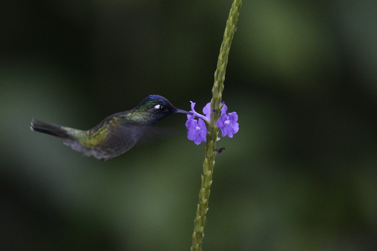 Колібрі сапфіроволобий - ML647592267