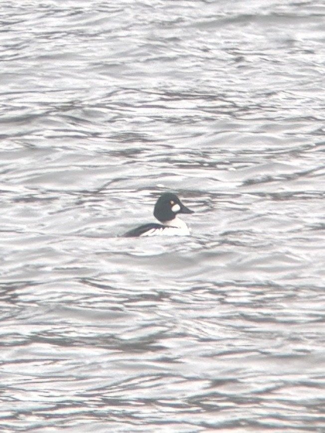 Гоголь зеленоголовий - ML647592268