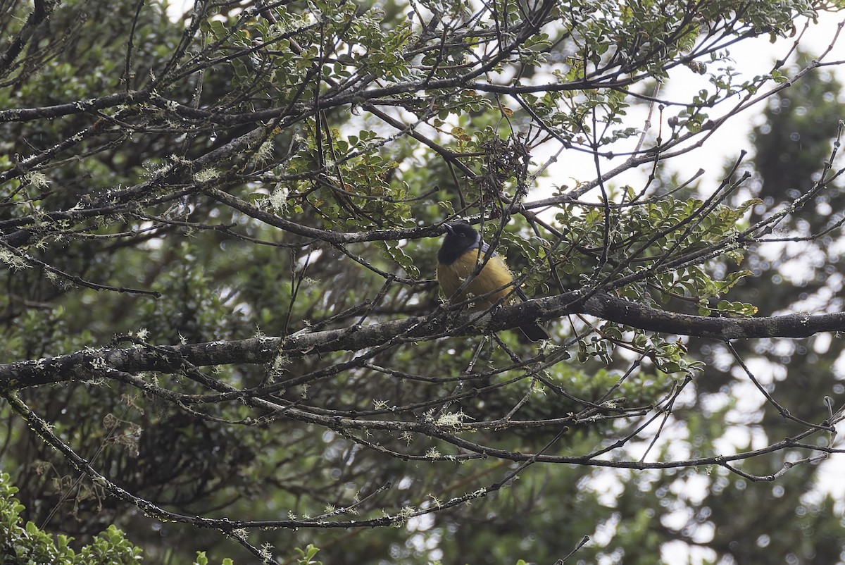 Тамаруго чорноголовий - ML647592269