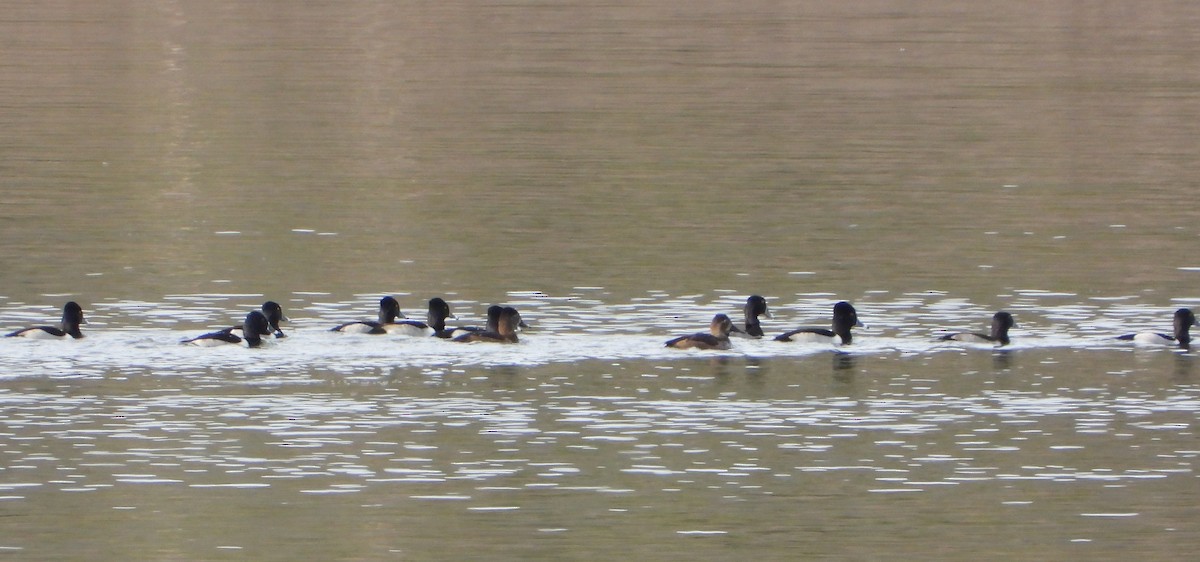 Чернь канадська - ML647592271