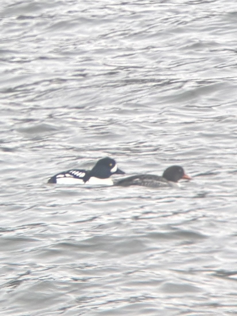 Гоголь ісландський - ML647592272