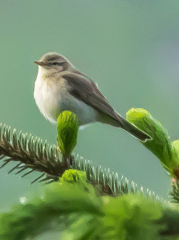 Вівчарик весняний - ML647592273