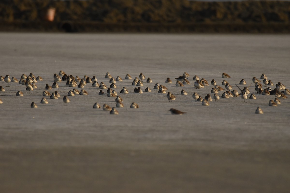 Пісочник морський - ML647592274