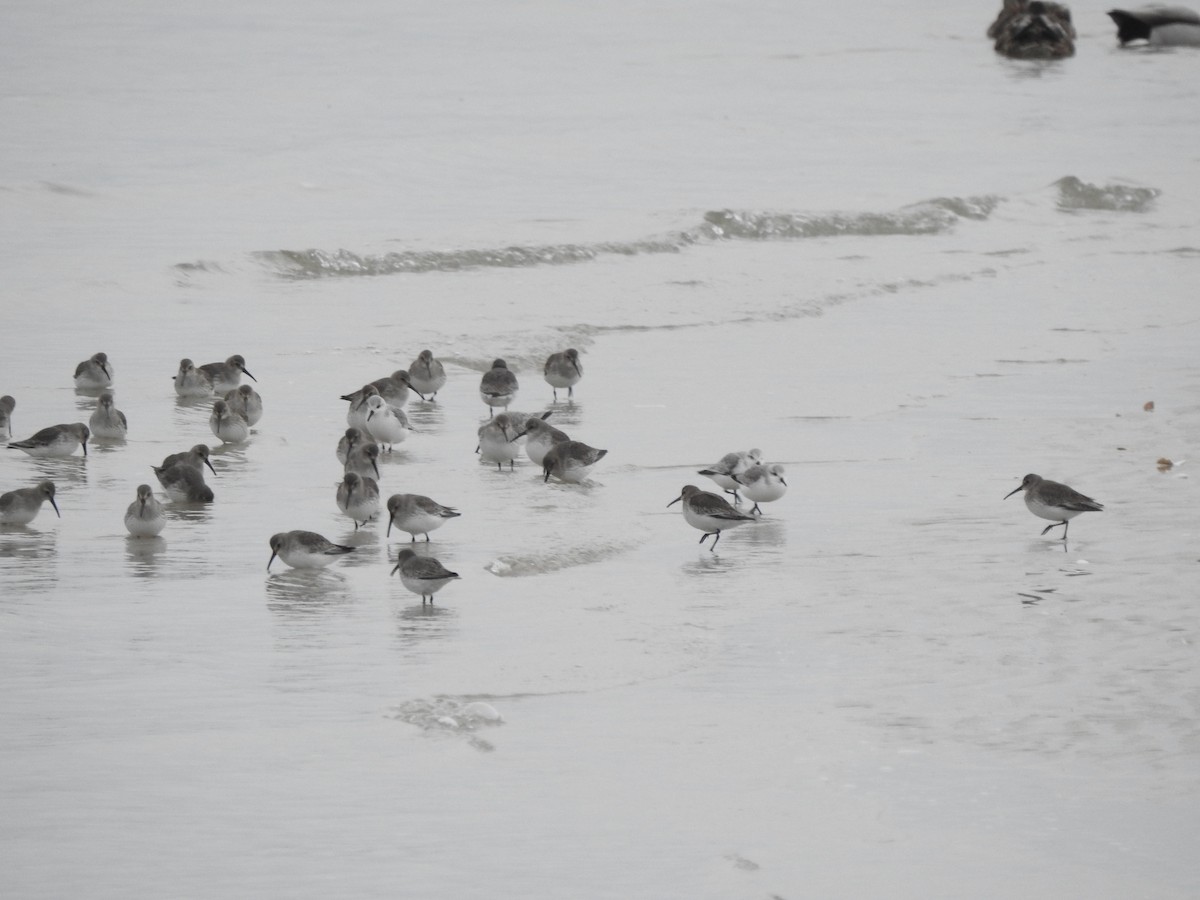 Побережник чорногрудий - ML647592281
