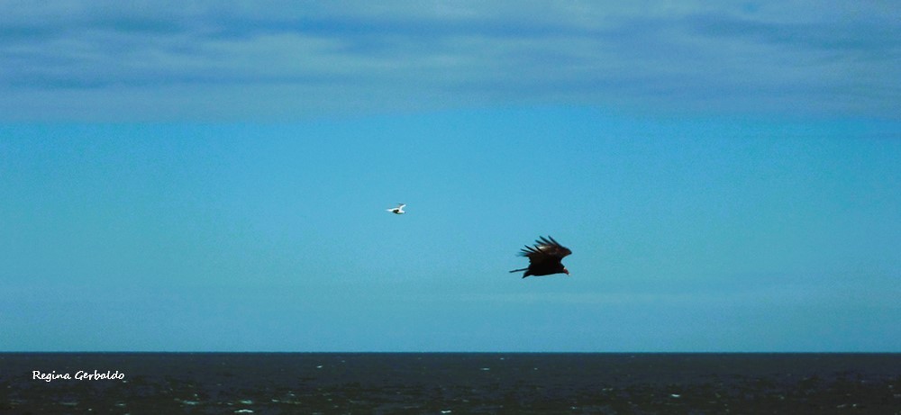 Катарта червоноголова - ML647592282