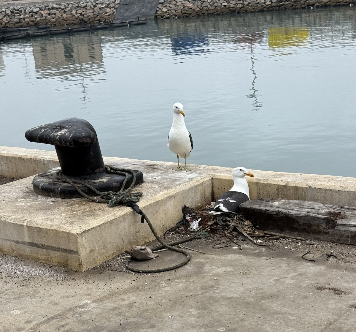 Мартин домініканський - ML647592283