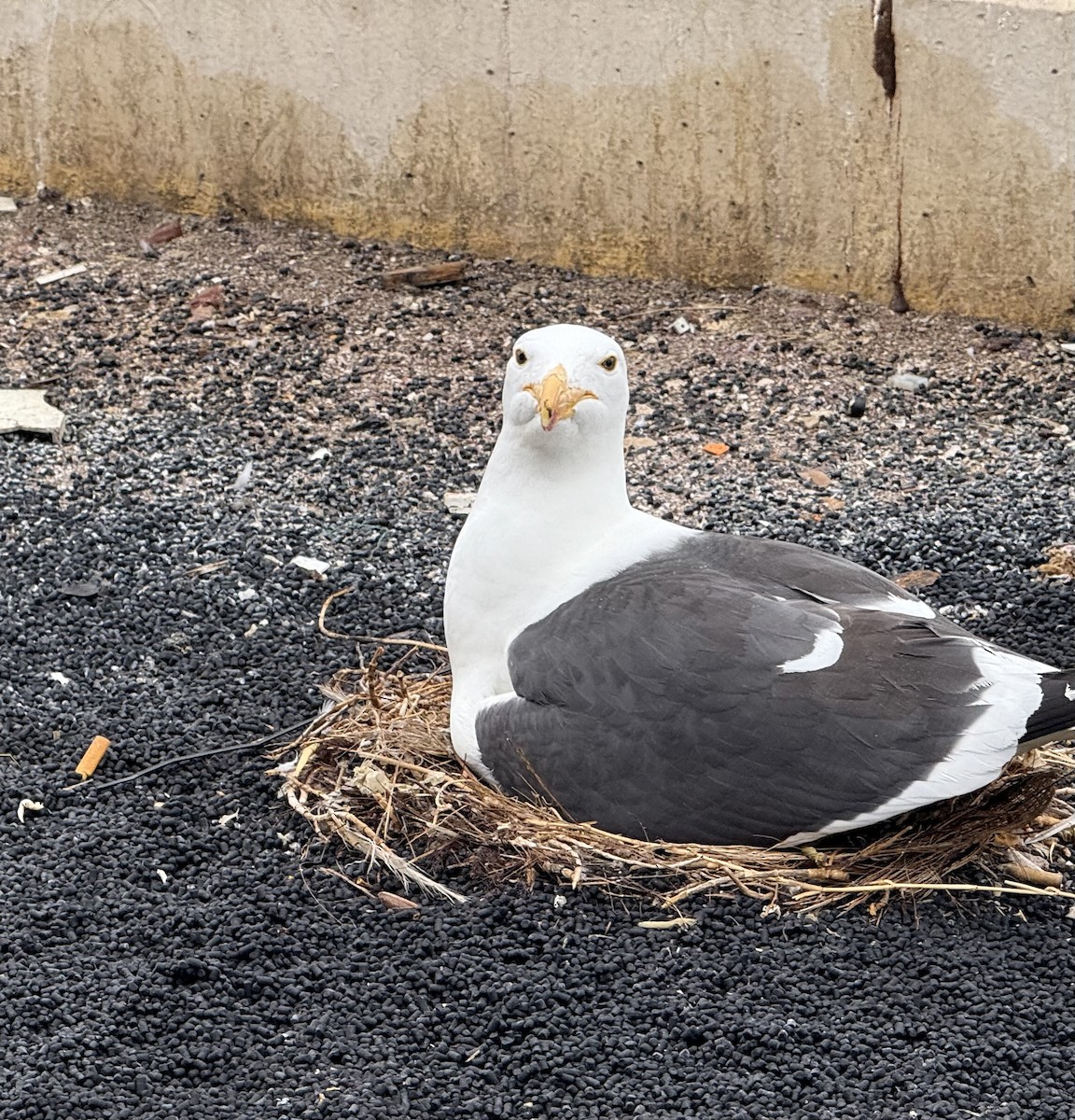 Мартин домініканський - ML647592284