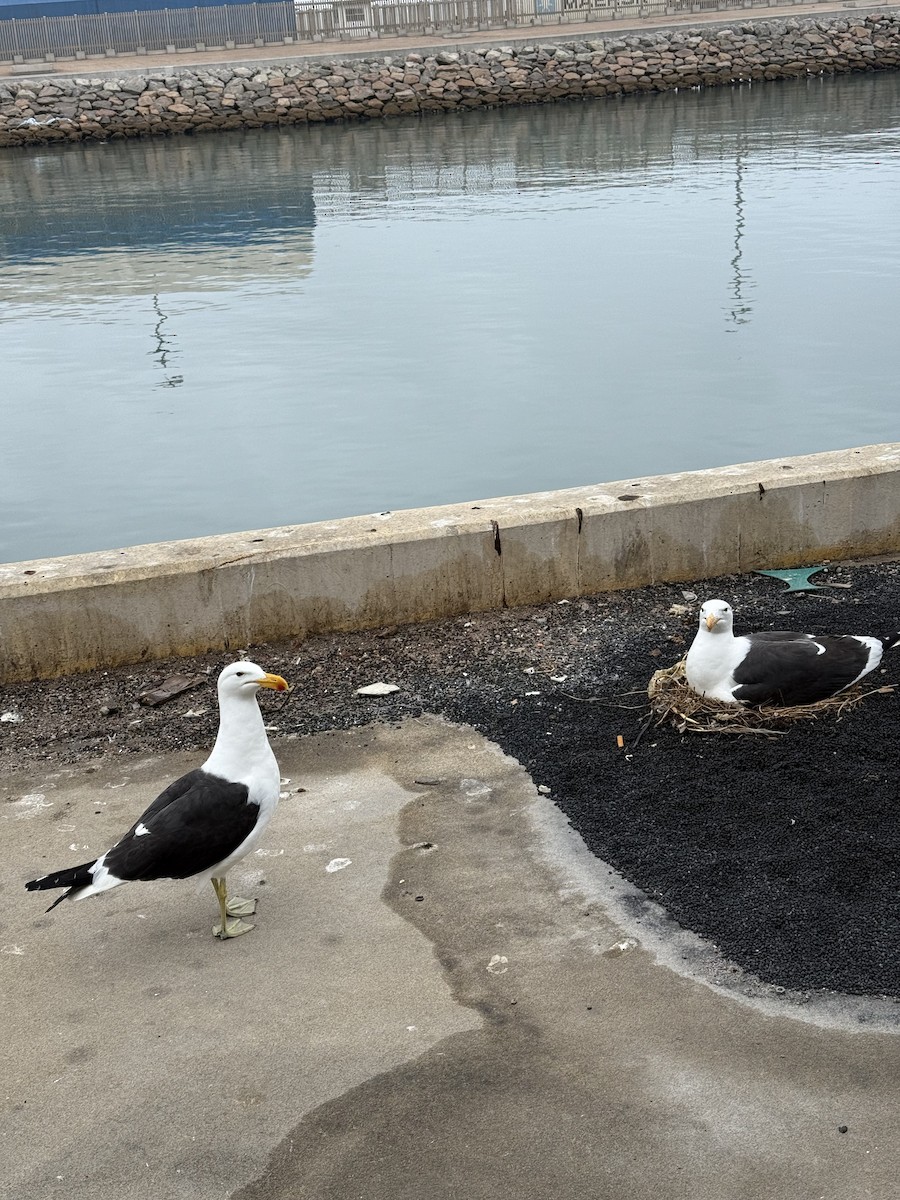 Мартин домініканський - ML647592285