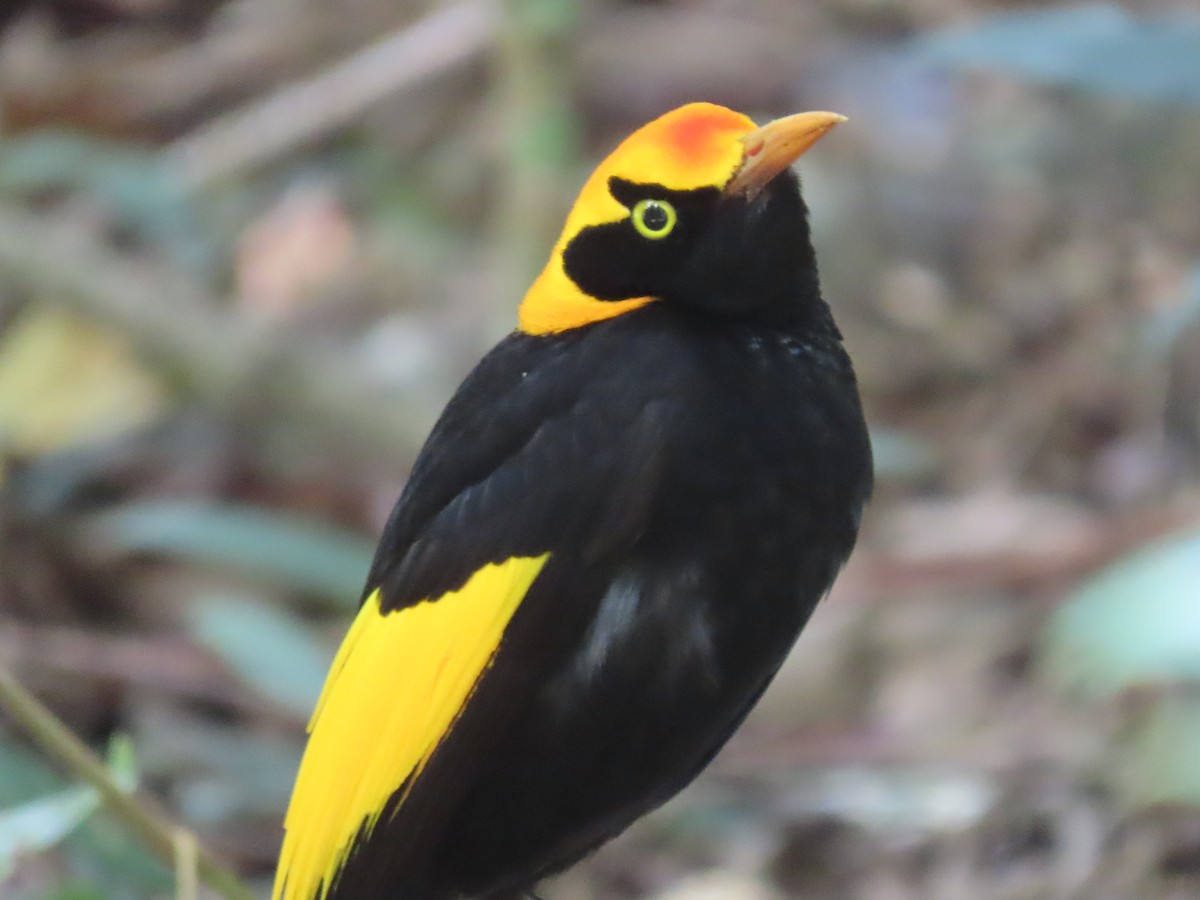 Альтанник королівський - ML647592286