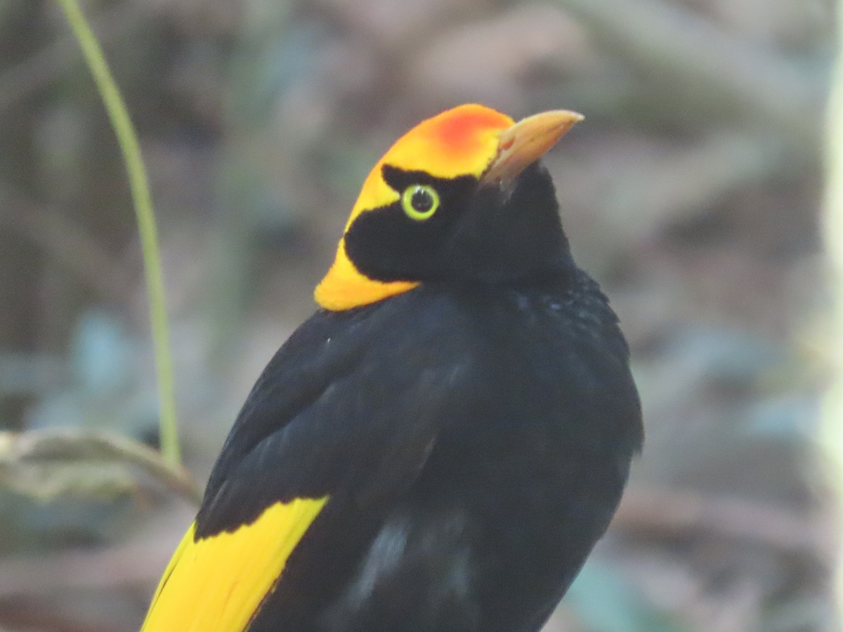 Альтанник королівський - ML647592287