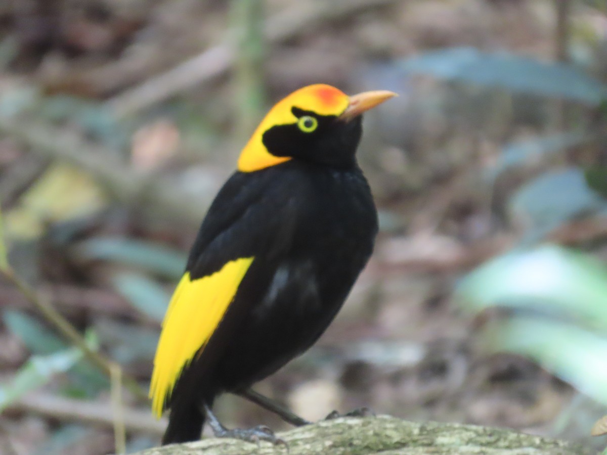 Альтанник королівський - ML647592288