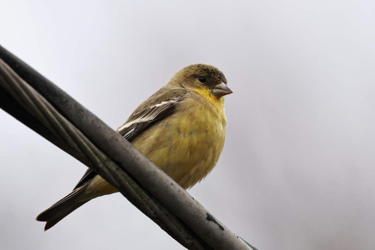 Lesser Goldfinch - ML647592291