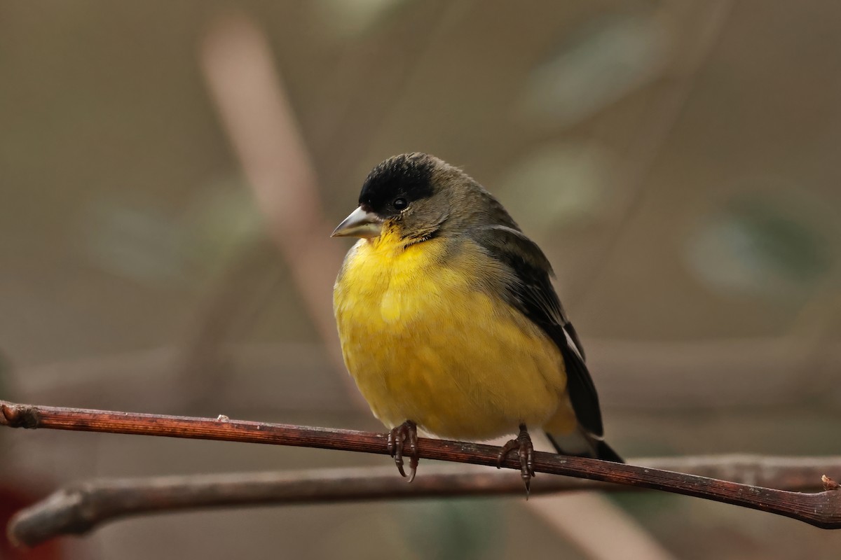 Lesser Goldfinch - ML647592292