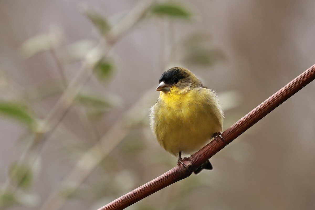 Lesser Goldfinch - ML647592293