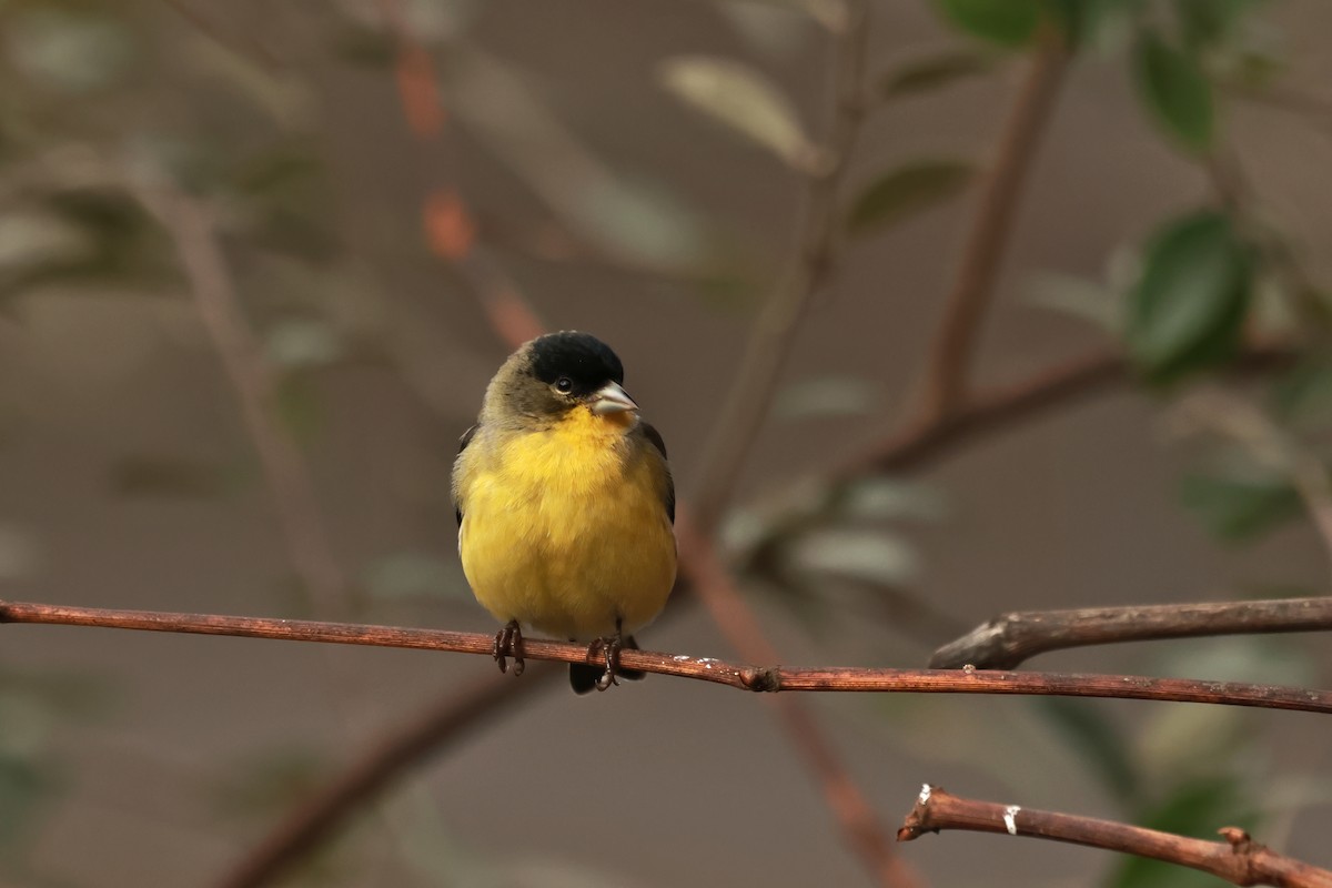 Lesser Goldfinch - ML647592294