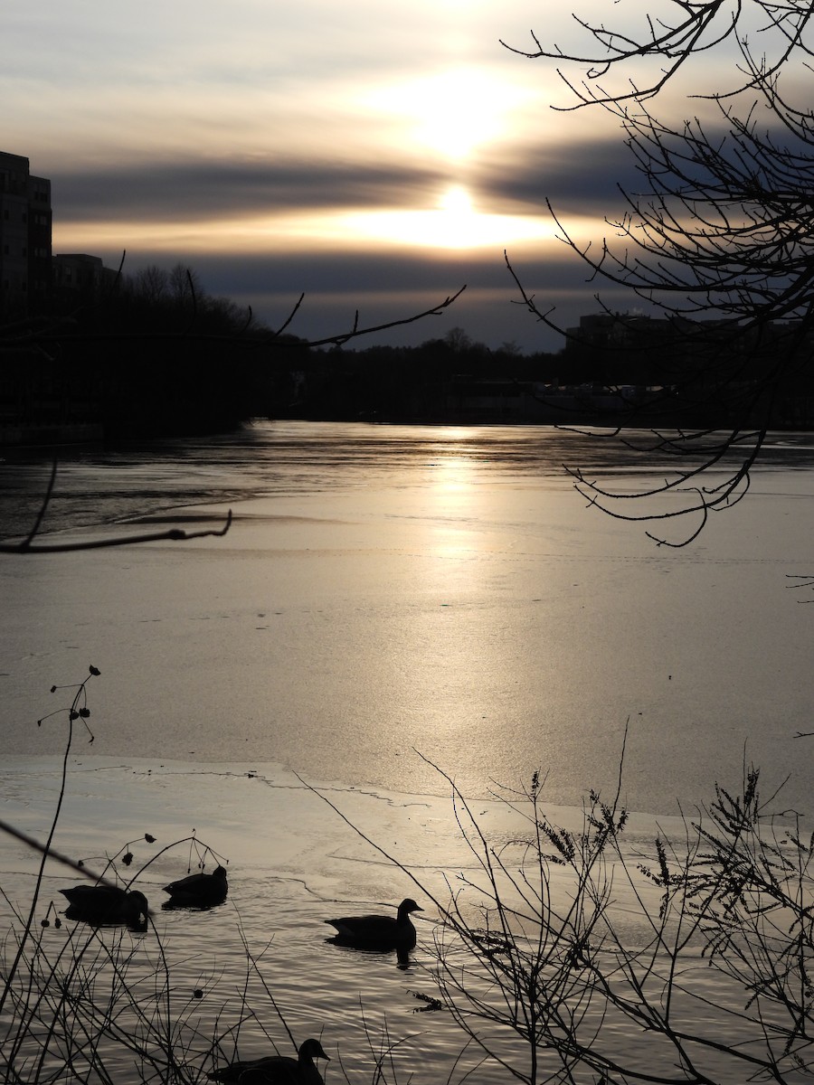 Canada Goose - ML647592295