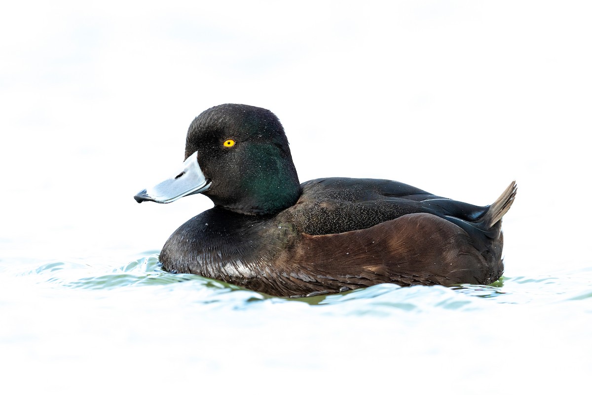New Zealand Scaup - ML647592317