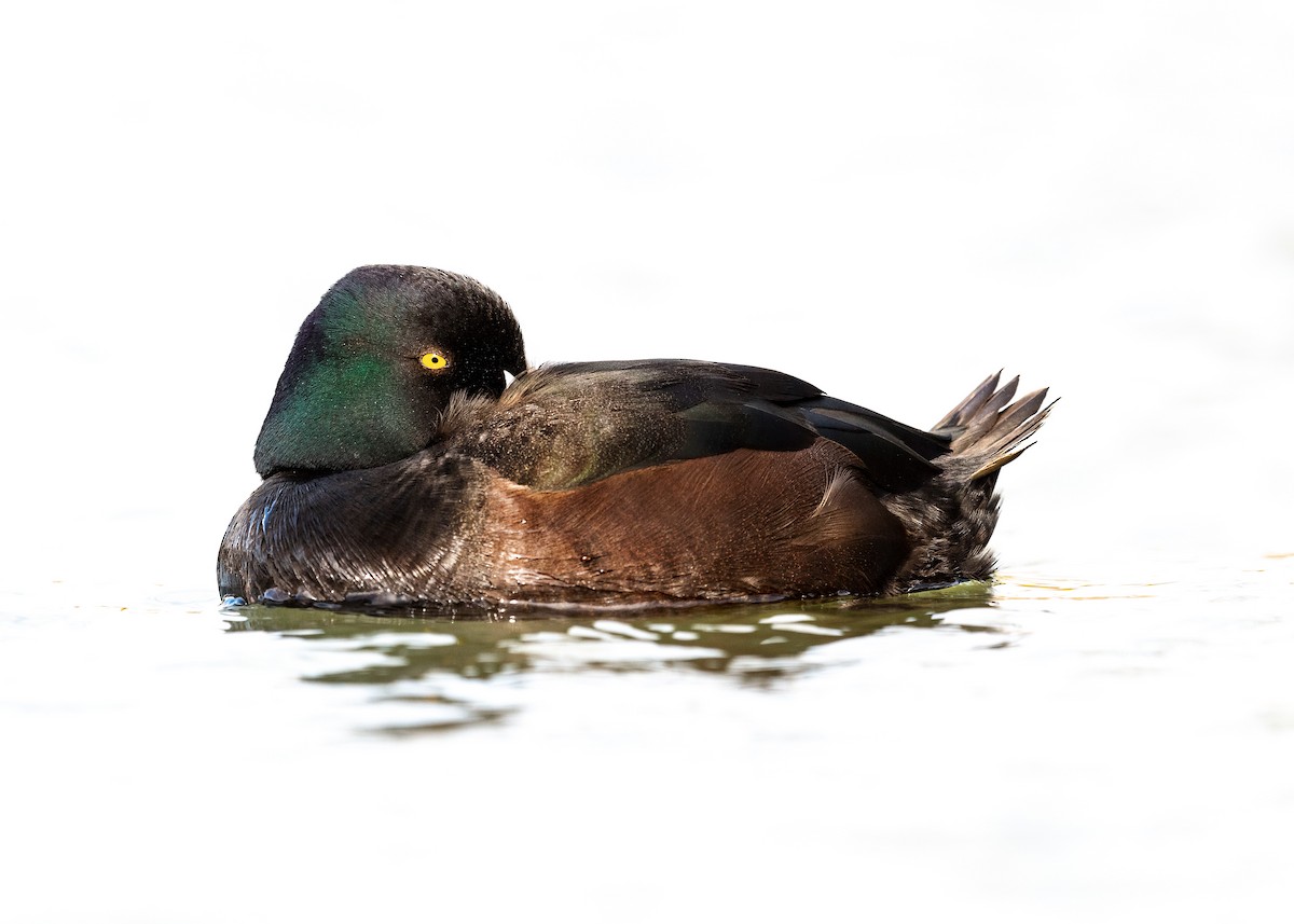 New Zealand Scaup - ML647592320