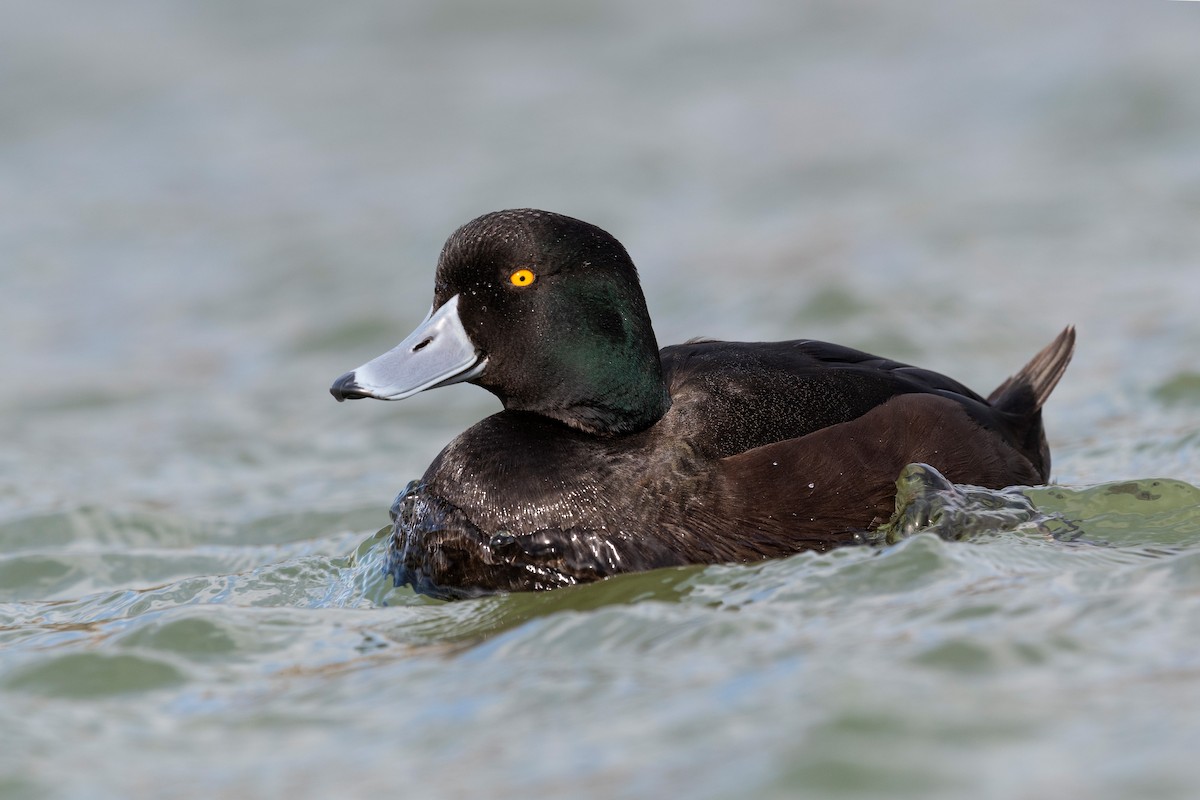 New Zealand Scaup - ML647592321