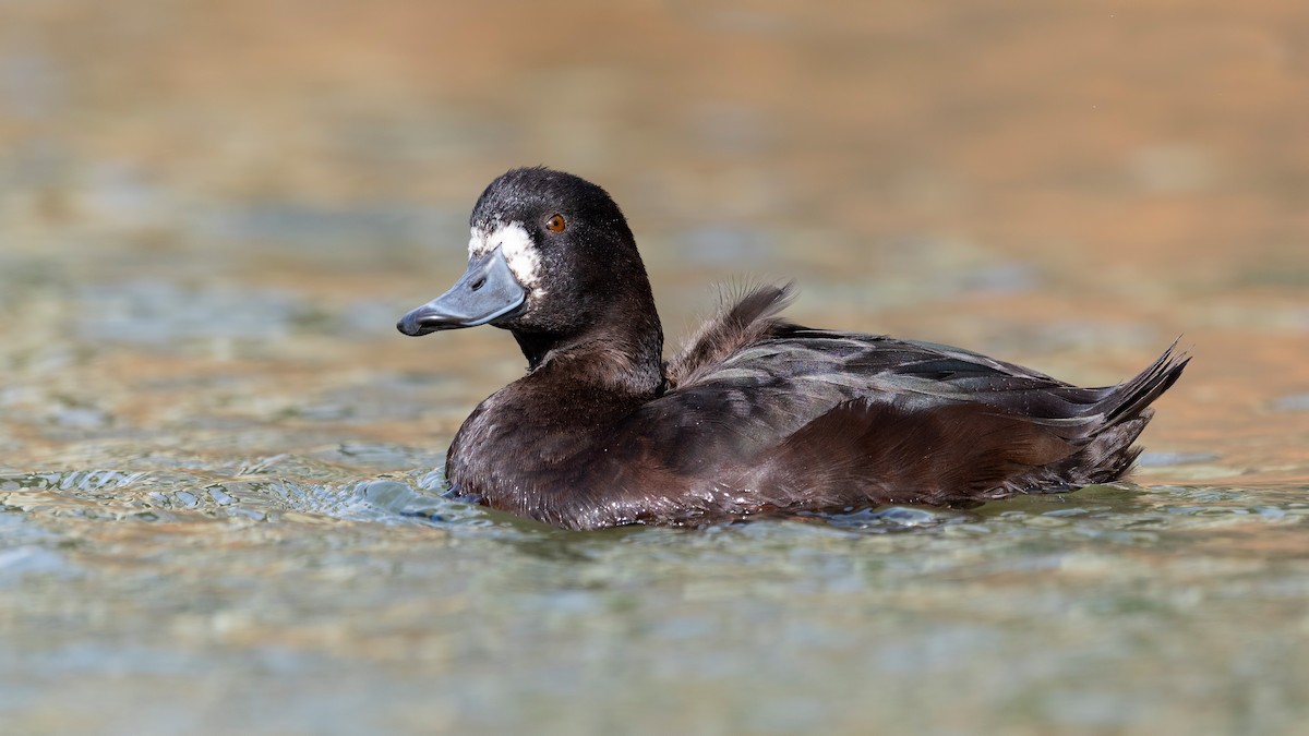 New Zealand Scaup - ML647592322