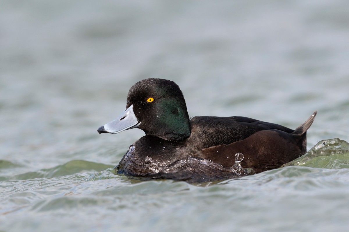 New Zealand Scaup - ML647592323