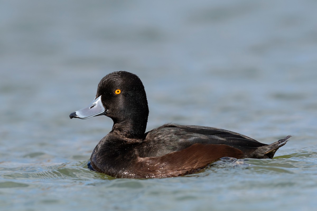 New Zealand Scaup - ML647592324