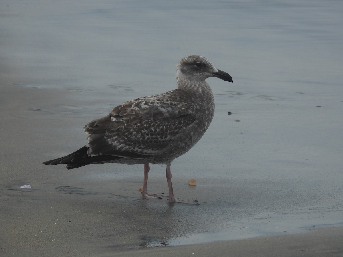Gaviota Occidental - ML647592343