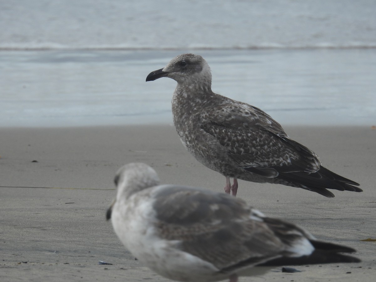 Gaviota Occidental - ML647592345