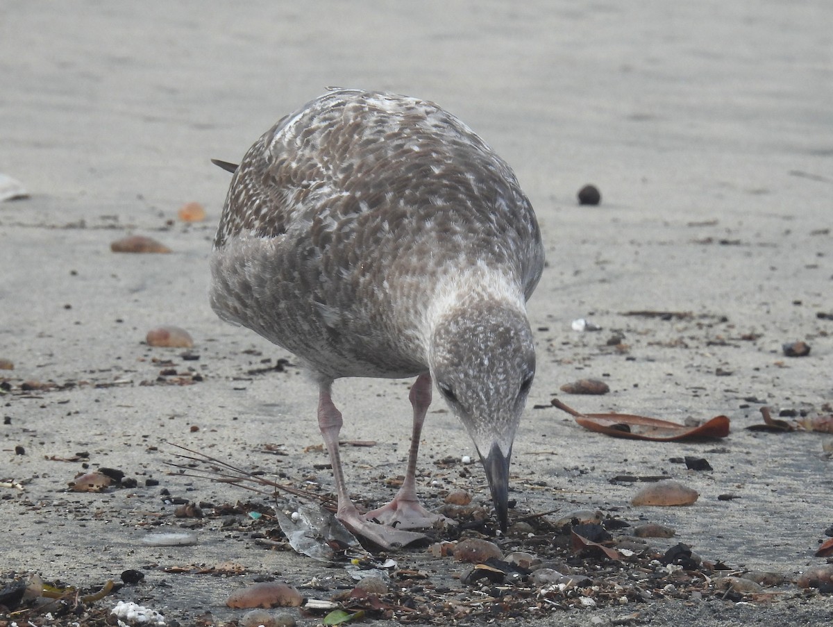 Gaviota Occidental - ML647592347