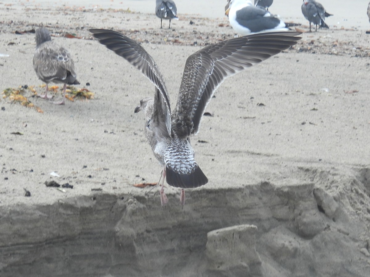 Gaviota Occidental - ML647592354