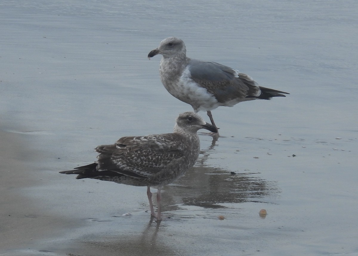 Gaviota Occidental - ML647592358