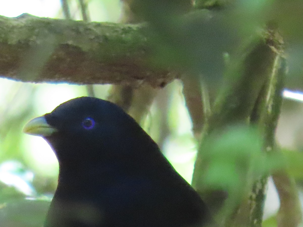 Satin Bowerbird - ML647592368