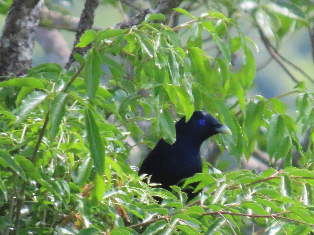 Satin Bowerbird - ML647592369