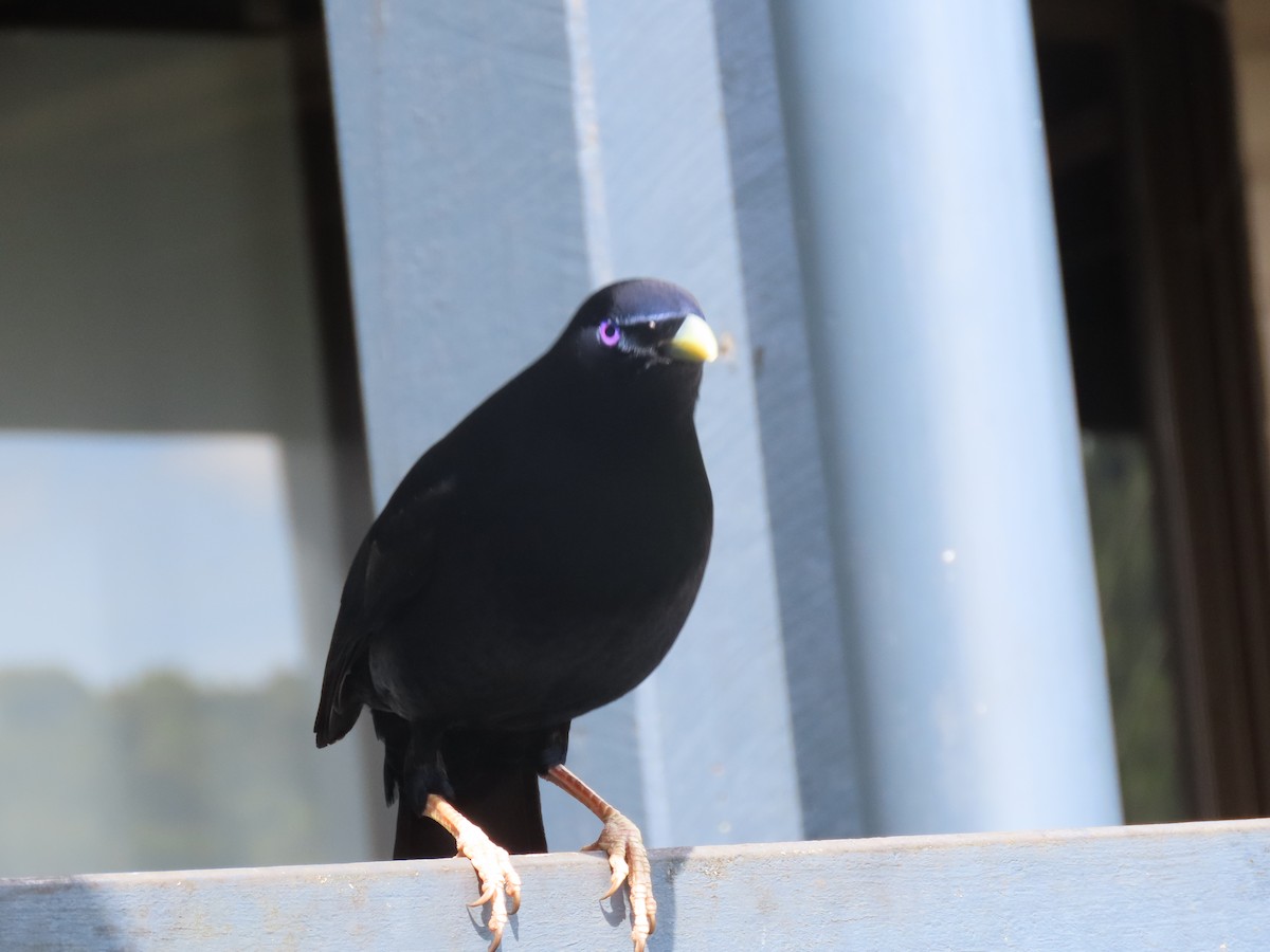 Satin Bowerbird - ML647592370