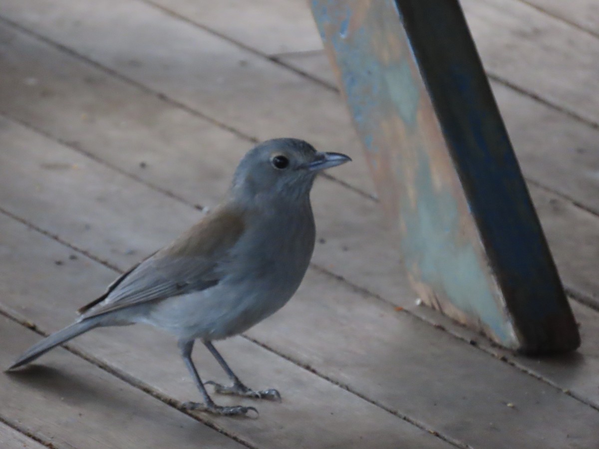 Satin Bowerbird - ML647592371