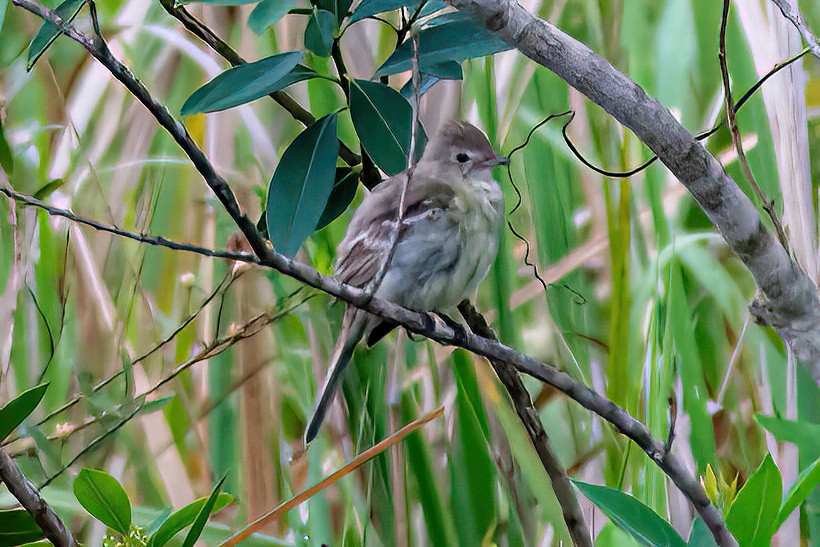 Yellow-bellied Elaenia - ML647592374