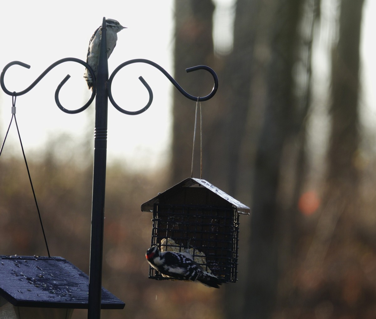 Downy Woodpecker - ML647592375